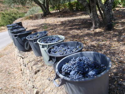 Buckets of grapes.